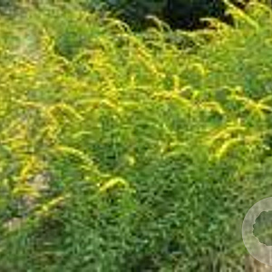 Solidago flex. 'Flexi Belle' GM P9