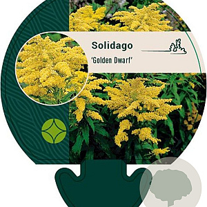 Solidago 'Golden Dwarf' GM P9