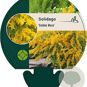 Solidago 'Golden Mosa' GM P9