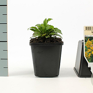 Solidago 'Goldkind' GM P9