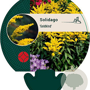 Solidago 'Goldkind' GM P9