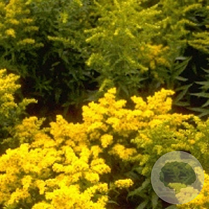 Solidago 'Goldkind' GM P9
