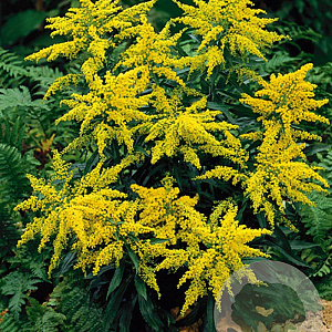 Solidago 'Goldkind' GM P9