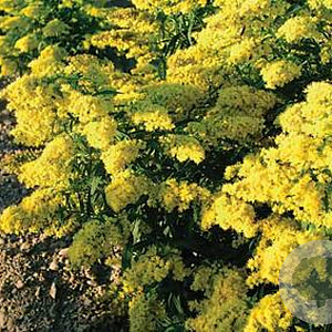 Solidago 'Laurin' GM P9