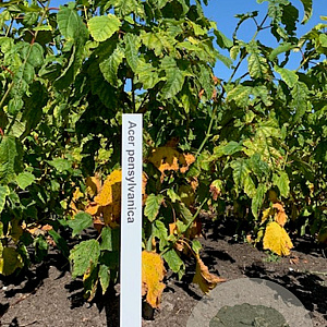 Acer pensylvanicum 100-125 cm met kluit