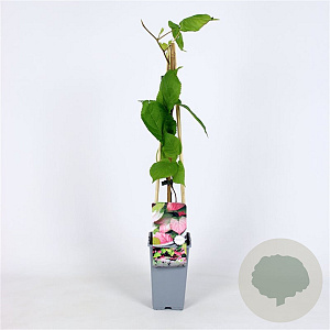 Actinidia kolomikta 70 cm 2,0L