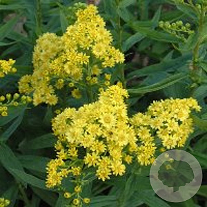 Solidaster luteus GM P9