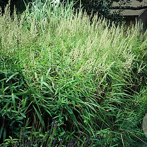 Spodiopogon sibiricus GM P9