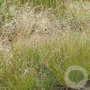 Sporobolus heterolepis GM P9