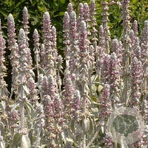 Stachys byzantina GM P9