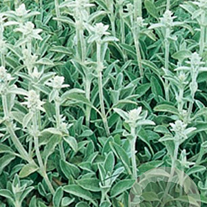 Stachys byzantina GM P9