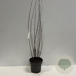 Cercidiphyllum japonicum 150-175 cm 12L