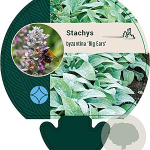 Stachys byzantina 'Big Ears' GM P9
