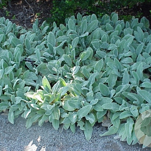 Stachys byzantina 'Cotton Boll' GM P9