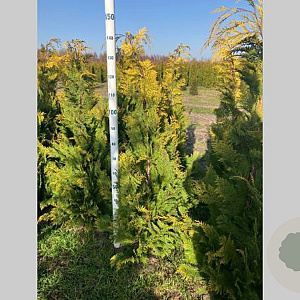 Chamaecyparis l. 'Stardust' 125-150 cm met kluit