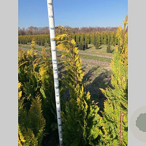 Chamaecyparis l. 'Stardust' 150-175 cm met kluit