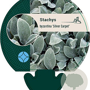 Stachys byzantina 'Silver Carpet' GM P9