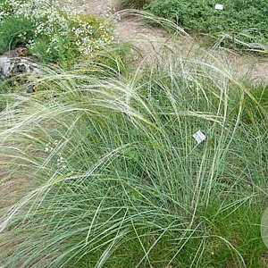 Stipa capillata GM P9