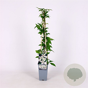 Clematis montana grandiflora 70 cm 2,0L