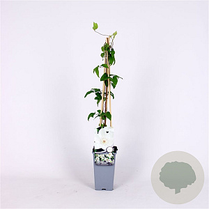 Clematis 'Mrs George Jackman' 70 cm 2,0L