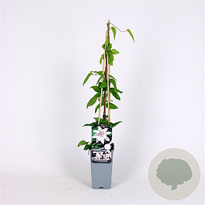 Clematis 'Snow Queen' 70 cm 2,0L