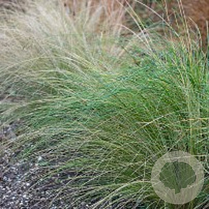 Stipa tenuifolia GM P9