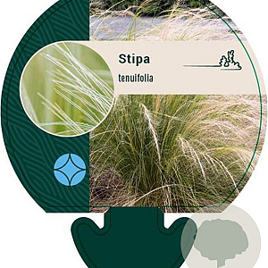 Stipa tenuifolia GM P9