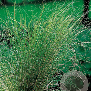 Stipa tenuifolia GM P9