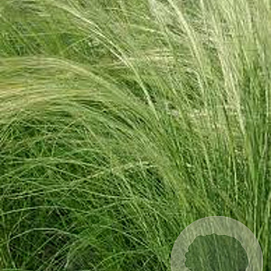 Stipa tenuissima GM P9