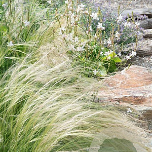 Stipa tenuissima GM P9