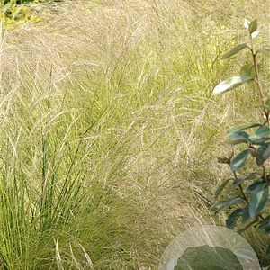 Stipa tenuissima GM P9