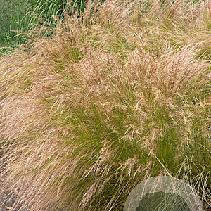 Stipa tenuissima GM P9