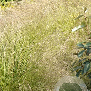 Stipa tenuissima GM P9