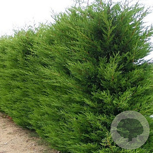 Cupressocyparis leylandii 275-300 cm draadkluit