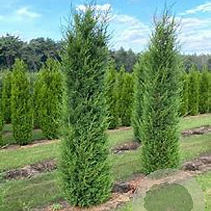 Cupressocyparis leylandii '2001' 125-150 cm draadkluit