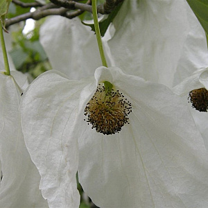Davidia involucrata vilmoriniana 150-175 cm met kluit