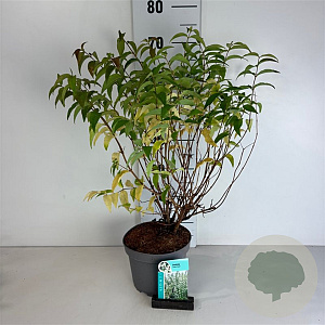 Deutzia scabra 'Plena' 50-60 cm 35L