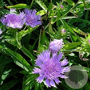 Stokesia laevis GM P9