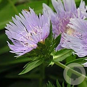 Stokesia laevis GM P9