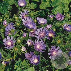 Stokesia laevis GM P9