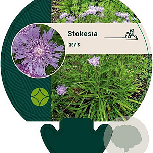 Stokesia laevis GM P9