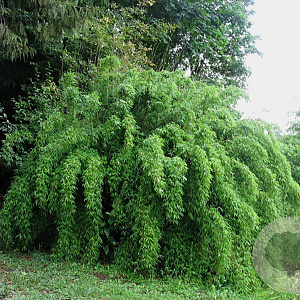 Fargesia denudata 100-125 cm 7,5L