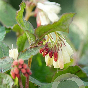 Symphytum grandiflorum GM P9