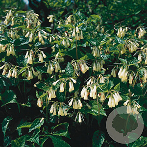 Symphytum grandiflorum GM P9