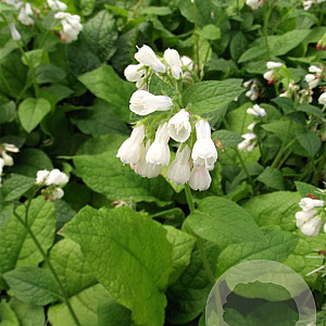 Symphytum grandiflorum GM P9