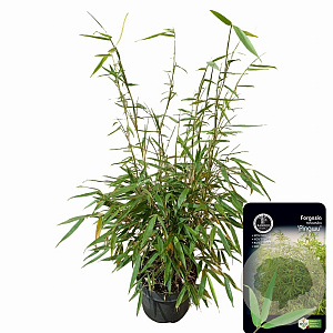Fargesia robusta 'Pingwu' 60-80 cm 5,0L