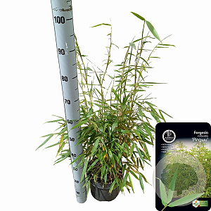 Fargesia robusta 'Pingwu' 60-80 cm 5,0L