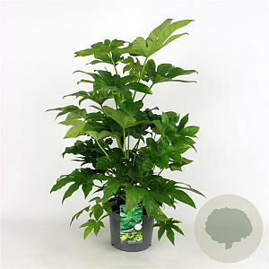 Fatsia japonica GM 7,5L