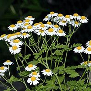 Tanacetum parthenium GM P9
