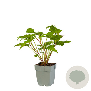 Heptacodium miconioides 80-100 cm 12L kegel
